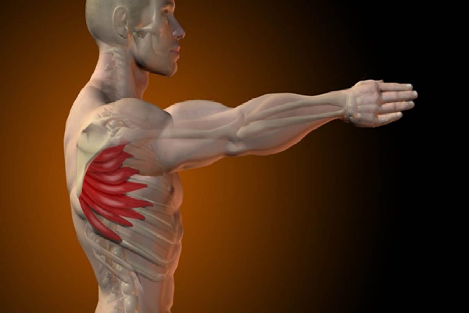 Serratus Anterior
